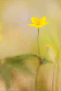 Anemone ranunculoides / Gelb-Windröschen