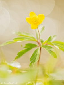 Anemone ranunculoides / Gelb-Windröschen