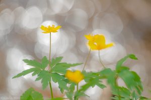 Anemone ranunculoides / Gelb-Windröschen