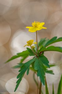 Anemone ranunculoides / Gelb-Windröschen