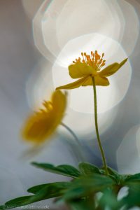 Anemone ranunculoides / Gelb-Windröschen