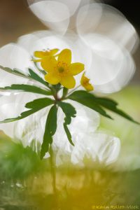 Anemone ranunculoides / Gelb-Windröschen