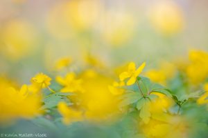 Anemone ranunculoides / Gelb-Windröschen