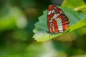 Neptis rivularis / Schwarzer Trauerfalter / Hungarian glider