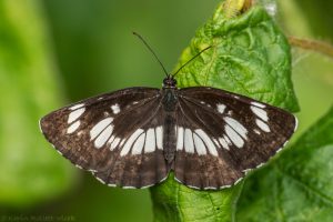 Neptis rivularis / Schwarzer Trauerfalter / Hungarian glider