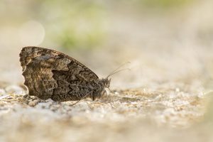 Hipparchia semele / Ockerbindiger Samtfalter, Rostbinde / Rock grayling