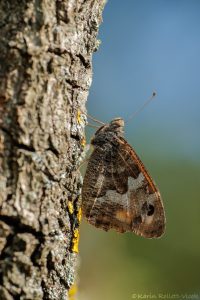 Hipparchia semele / Ockerbindiger Samtfalter, Rostbinde / Rock grayling