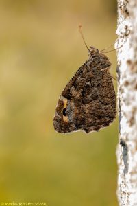 Hipparchia semele / Ockerbindiger Samtfalter, Rostbinde / Rock grayling