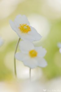 Anemone sylvestris / Großes Windröschen