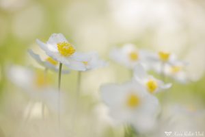 Anemone sylvestris / Großes Windröschen