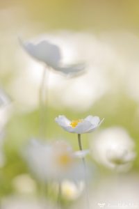 Anemone sylvestris / Großes Windröschen