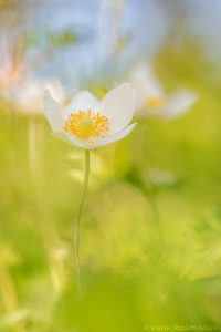 Anemone sylvestris / Großes Windröschen