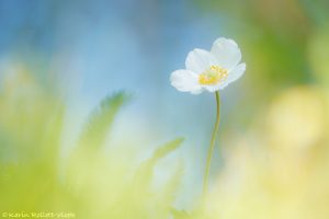 Anemone sylvestris / Großes Windröschen