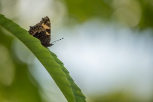 Aglais urticae / Kleiner Fuchs / Small tortoiseshell