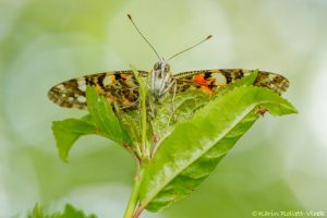 Vanessa cardui / Distelfalter / Cosmopolitan butterfly