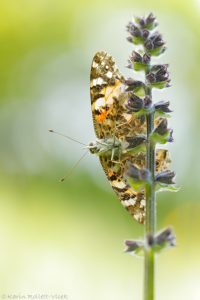 Vanessa cardui / Distelfalter / Cosmopolitan butterfly