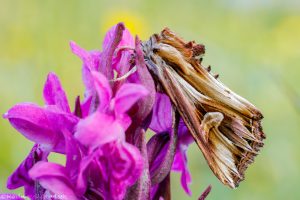 Actinotia polyodon / Vielzahn-Johanniskrauteule