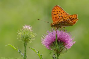 Fabriciana adippe / Feuriger Perlmuttfalter / high brown fritillary