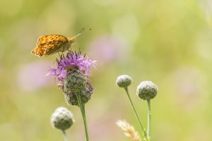 Fabriciana adippe / Feuriger Perlmuttfalter / high brown fritillary