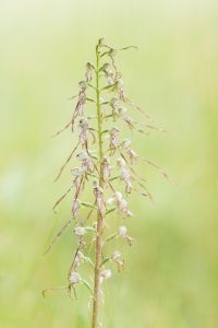 Himantoglossum adriaticum / Adriatische Riemenzunge / Adriatic lizard orchid