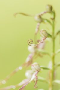 Himantoglossum adriaticum / Adriatische Riemenzunge / Adriatic lizard orchid