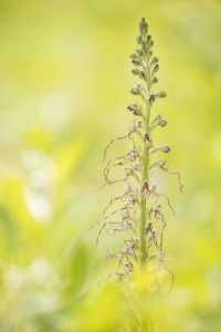 Himantoglossum adriaticum / Adriatische Riemenzunge / Adriatic lizard orchid