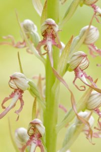 Himantoglossum adriaticum / Adriatische Riemenzunge / Adriatic lizard orchid