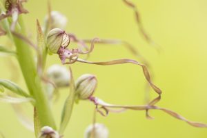 Himantoglossum adriaticum / Adriatische Riemenzunge / Adriatic lizard orchid