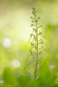 Himantoglossum adriaticum / Adriatische Riemenzunge / Adriatic lizard orchid