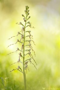 Himantoglossum adriaticum / Adriatische Riemenzunge / Adriatic lizard orchid