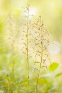 Himantoglossum adriaticum / Adriatische Riemenzunge / Adriatic lizard orchid