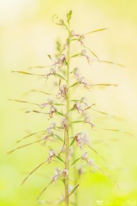 Himantoglossum adriaticum / Adriatische Riemenzunge / Adriatic lizard orchid