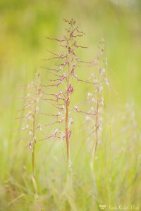 Himantoglossum adriaticum / Adriatische Riemenzunge / Adriatic lizard orchid