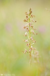 Himantoglossum adriaticum / Adriatische Riemenzunge / Adriatic lizard orchid