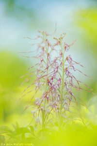 Himantoglossum adriaticum / Adriatische Riemenzunge / Adriatic lizard orchid