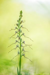 Himantoglossum adriaticum / Adriatische Riemenzunge / Adriatic lizard orchid