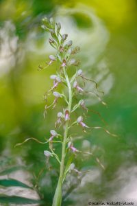 Himantoglossum adriaticum / Adriatische Riemenzunge / Adriatic lizard orchid