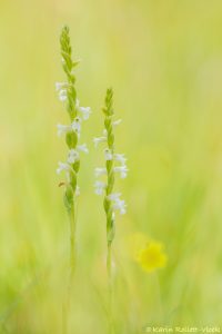 Spiranthes aestivalis / Sommer-Drehwurz