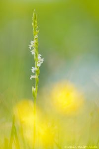 Spiranthes aestivalis / Sommer-Drehwurz