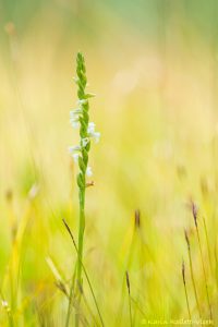 Spiranthes aestivalis / Sommer-Drehwurz