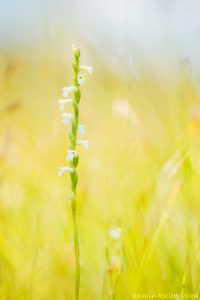 Spiranthes aestivalis / Sommer-Drehwurz