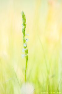 Spiranthes aestivalis / Sommer-Drehwurz