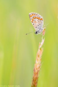 Aricia agestis / Kleiner Sonnenröschen-Bläuling / Brown argus