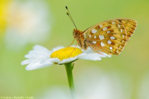 Speyeria aglaja / Großer Perlmuttfalter / Dark green fritillary