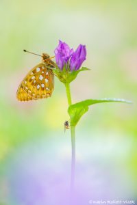 Speyeria aglaja / Großer Perlmuttfalter / Dark green fritillary