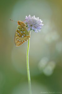 Speyeria aglaja / Großer Perlmuttfalter / Dark green fritillary