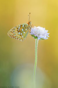 Speyeria aglaja / Großer Perlmuttfalter / Dark green fritillary