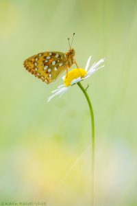 Speyeria aglaja / Großer Perlmuttfalter / Dark green fritillary