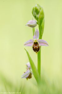 Ophrys x albertiana(Ophrys apifera x Ophrys holoserica)