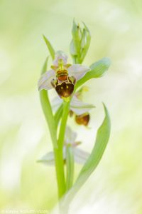 Ophrys x albertiana(Ophrys apifera x Ophrys holoserica)